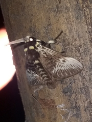 Megalopyge albicollis