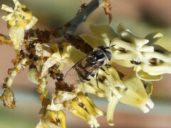 Copestylum fornax