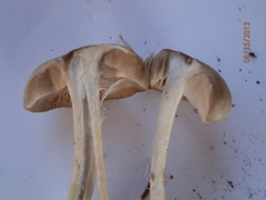 Entoloma clypeatum