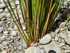 Machaerina rubiginosa