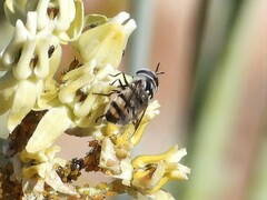 Copestylum fornax