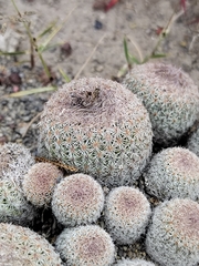 Epithelantha greggii