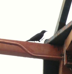 Ptiloxena atroviolacea