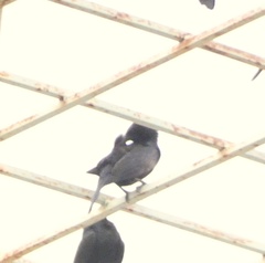 Molothrus bonariensis