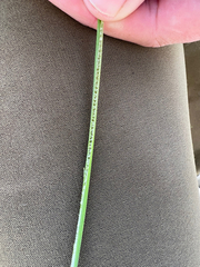 Machaerina rubiginosa