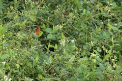Danaus