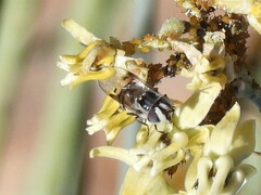 Copestylum fornax