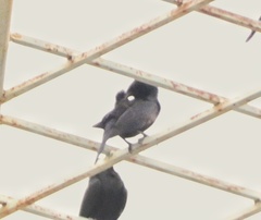 Molothrus bonariensis