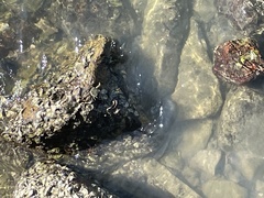 Grapsus albolineatus