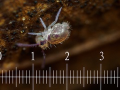 Dicyrtomidae