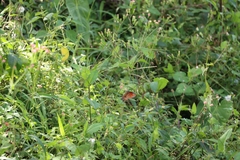Danaus
