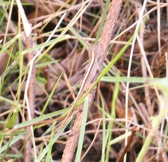 Anolis sagrei