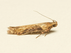 Scrobipalpa costella