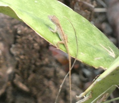 Anolis sagrei