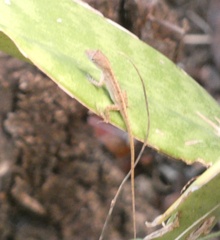 Anolis sagrei