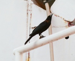 Ptiloxena atroviolacea