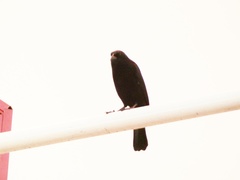 Ptiloxena atroviolacea