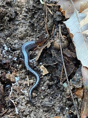 Plethodon