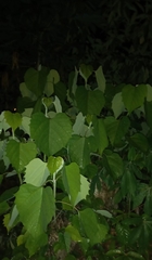 Gmelina arborea