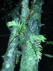 Pleopeltis polypodioides