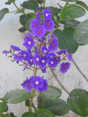 Pleroma heteromallum