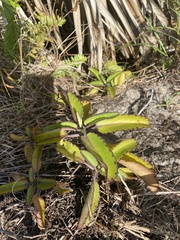 Bryophyllum