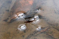 Aquarius nebularis