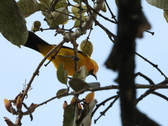 Icterus nigrogularis