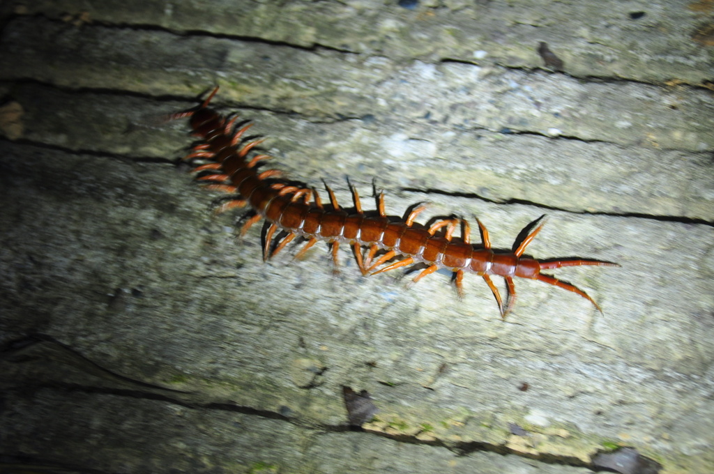 Vietnamese Centipede from 景洪市, 西双版纳傣族自治州, 云南省, CN on November 18, 2022 ...