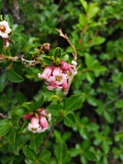 Escallonia rubra