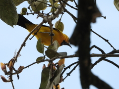 Icterus nigrogularis