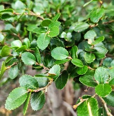 Nothofagus betuloides