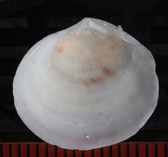 Semele proficua