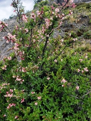 Escallonia rubra