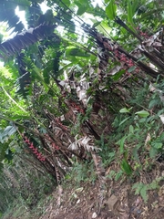 Heliconia pogonantha