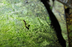 Odontomachus rixosus