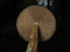 Psilocybe caerulescens
