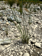 Schoenoplectus tabernaemontani