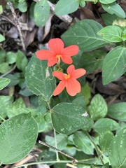Crossandra massaica, photograph author not stated, no rights reserved