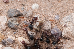 Myrmecocystus mimicus