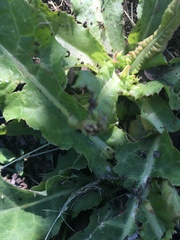 Neolygus vitticollis