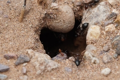 Myrmecocystus mimicus