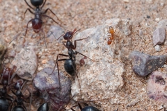 Myrmecocystus mimicus