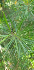 Persoonia virgata