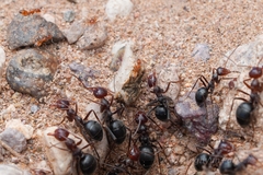 Myrmecocystus mimicus