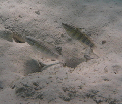 Amblygobius phalaena