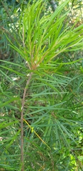 Persoonia virgata