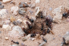 Myrmecocystus mimicus