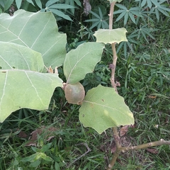 Solanum quitoense