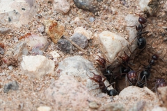 Myrmecocystus mimicus